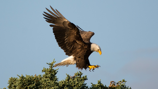 Bald Eagle, Katmai National Park